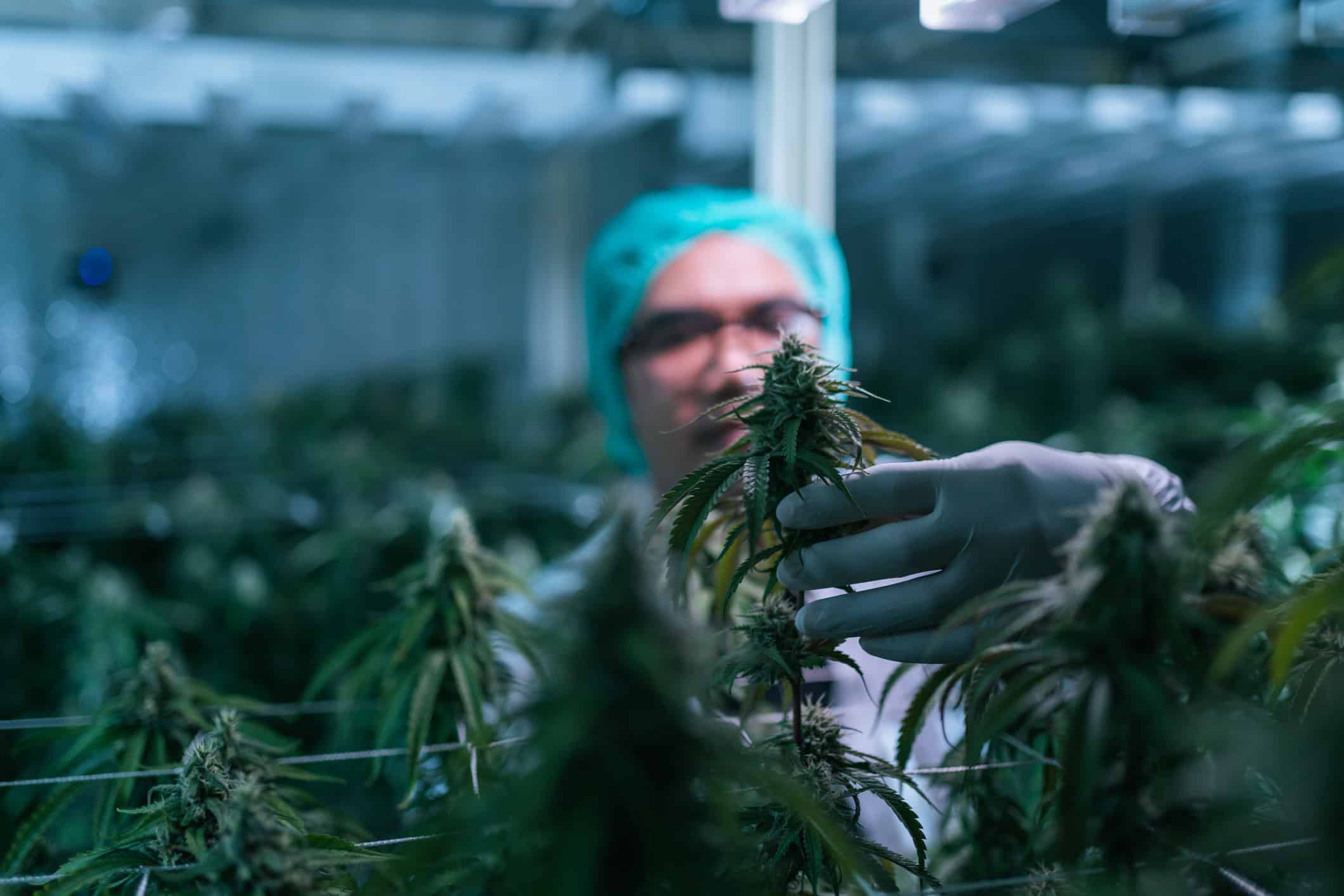 420 Day: Cannabis researcher in nightshift checking a cannabis flower in lab farm greenhouse.Image credit: iStock