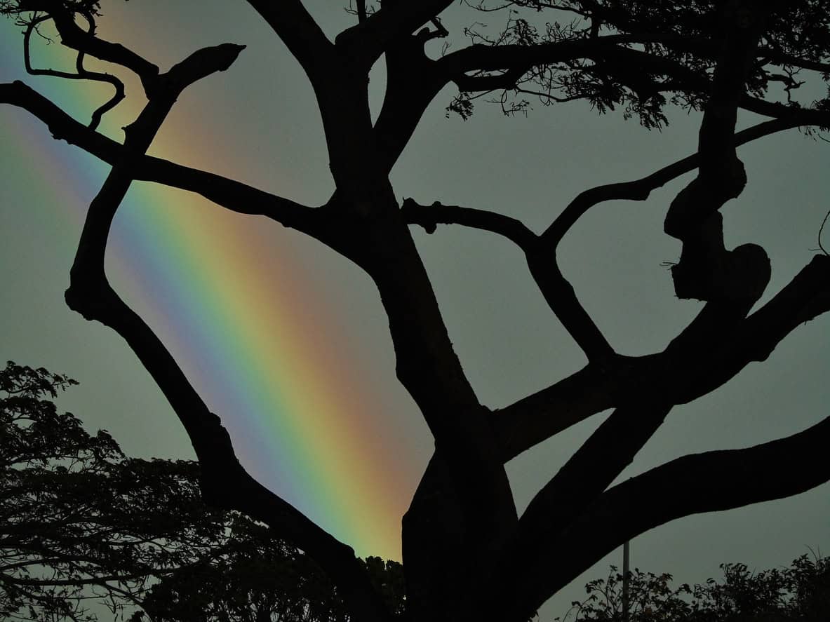 a silhouetted monkeypod tree (samanea saman) on the island of Maui, Hawai'i