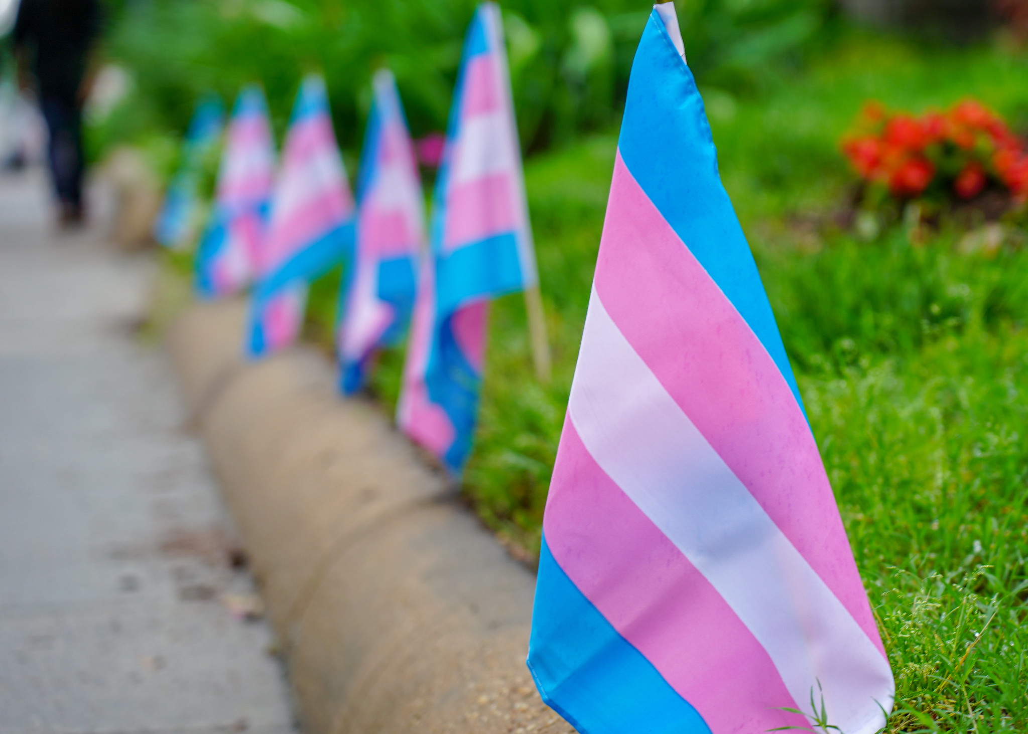 a row of small trans flags lines a grassy lawn meeting a cement curb
