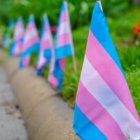 a row of small trans flags lines a grassy lawn meeting a cement curb